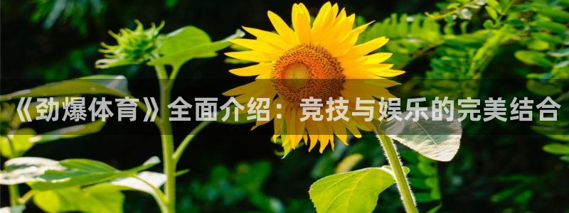 《劲爆体育》全面介绍：竞技与娱乐的完美结合